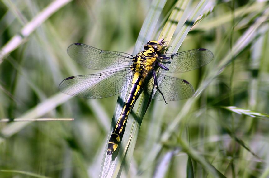 Gomphus vulgatissimus?